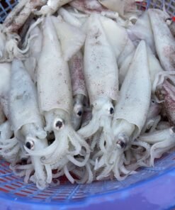 Squid