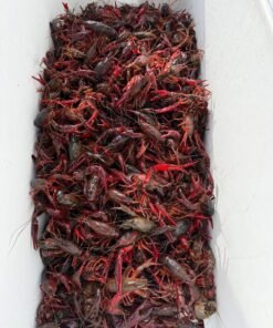 Crawfish