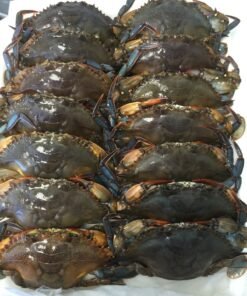 Live Crabs