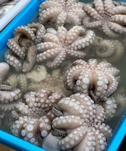Octopus