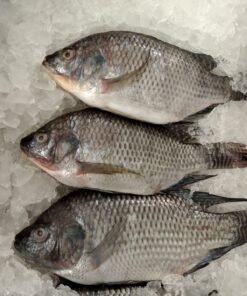 Tilapia