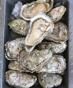 Oyster