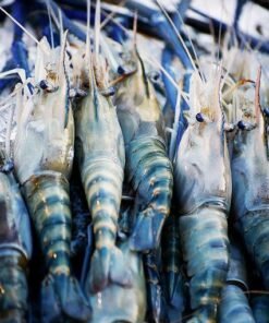 Shrimp