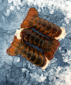 Lobster